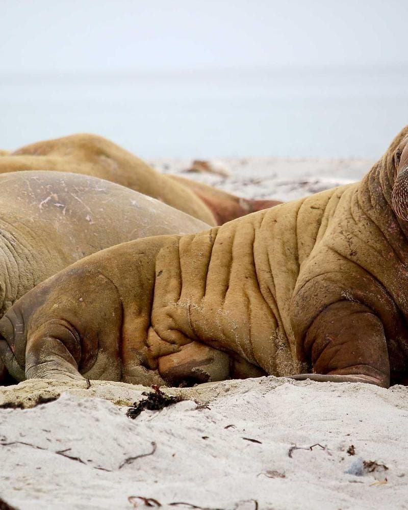 Standard A. Twill Jute Bag